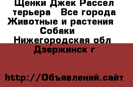 Щенки Джек Рассел терьера - Все города Животные и растения » Собаки   . Нижегородская обл.,Дзержинск г.